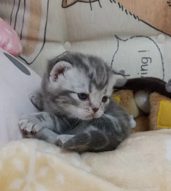 ID：2204-01182の子猫