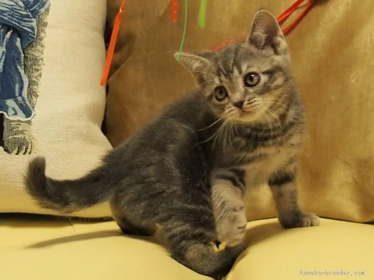 ID:1702-00368の子猫