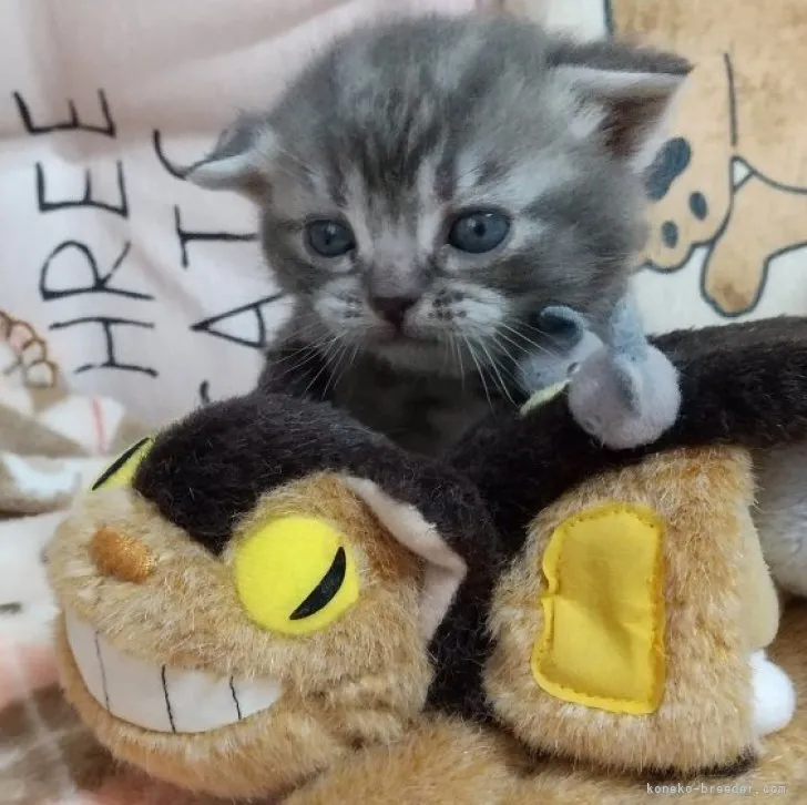 ID:2303-01696の子猫