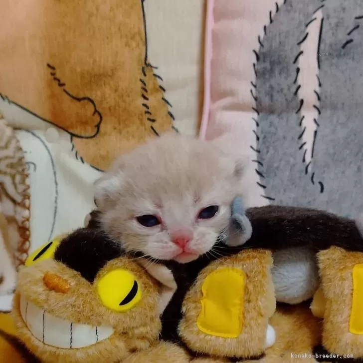 ID:2403-02606の子猫