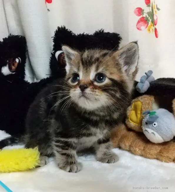 ID:2003-00168の子猫