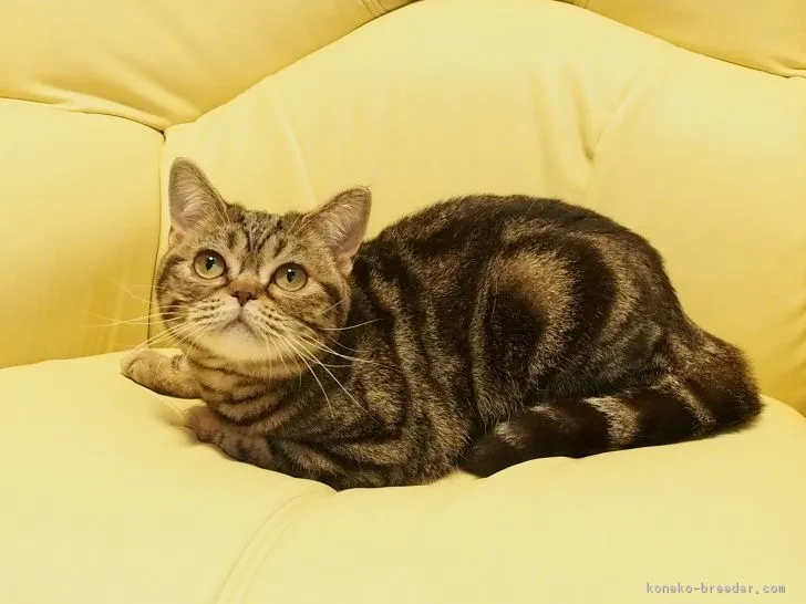 姫ちゃん 様のお迎えした子猫