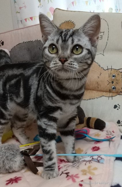 アメリカンショートヘア【・女の子・2025年2月14日・シルバーパッチドタビー】