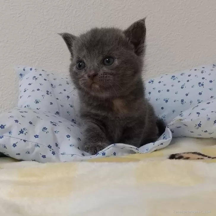 ID:2407-02362の子猫