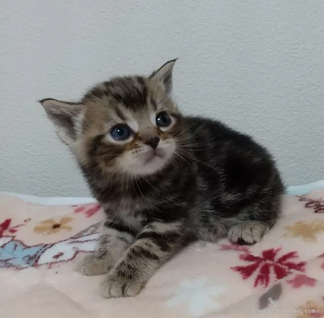 ここあ 様のお迎えした子猫