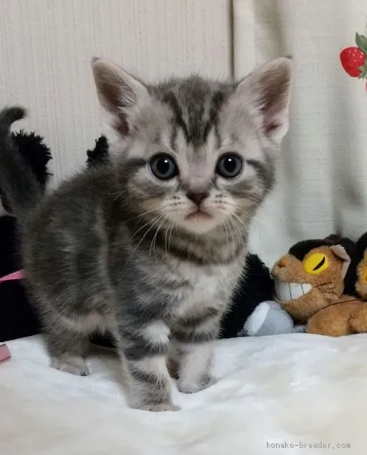 ID:2002-01392の子猫