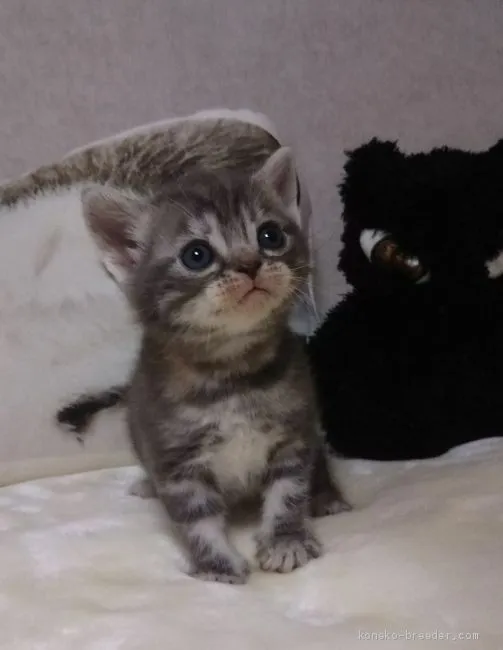 ID：1906-00559の子猫