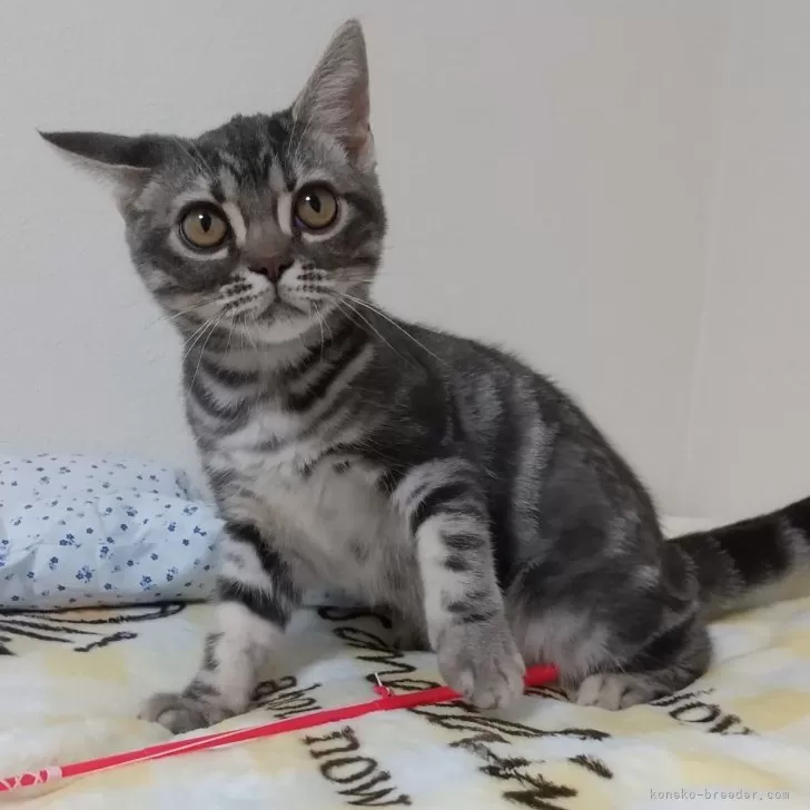 ID:2409-00366の子猫