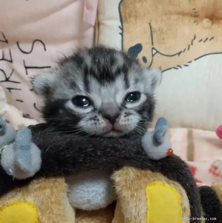 ID：2303-00793の子猫