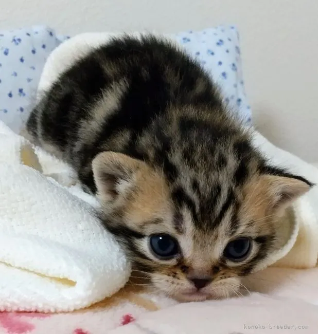 H.Y 様のお迎えした子猫