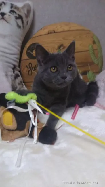 ID：1909-01135の子猫