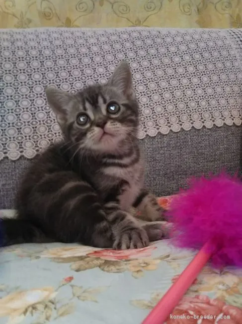 ID:1909-01132の子猫