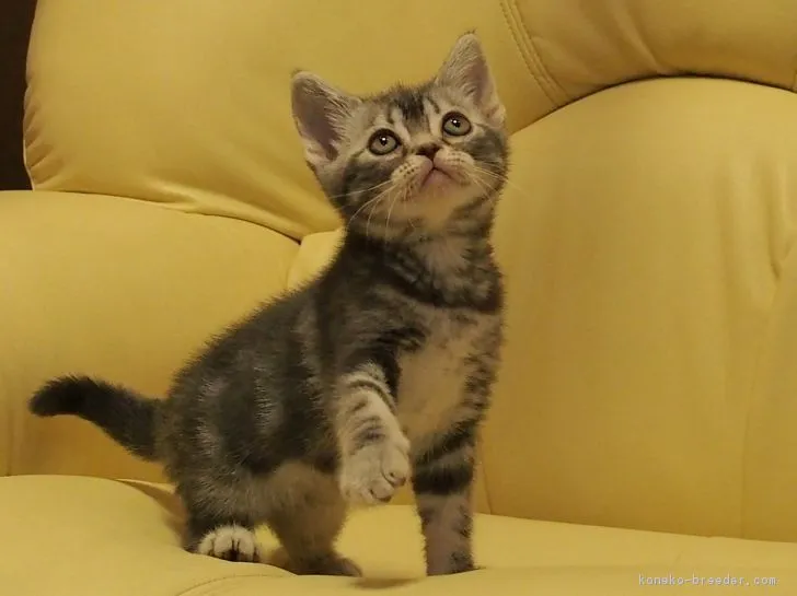 ID：1708-00999の子猫