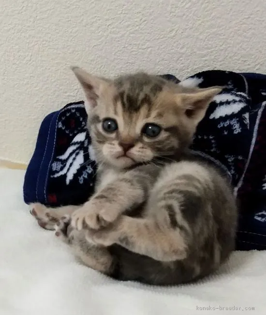ペンタザ 様のお迎えした子猫