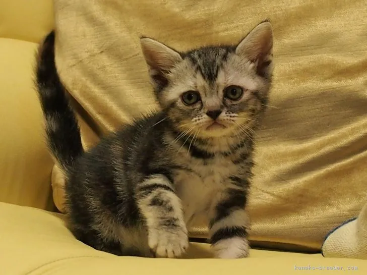 ID:1710-00978の子猫