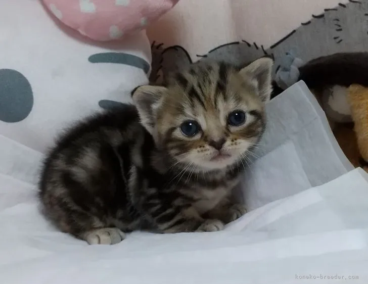 ID：2103-01959の子猫