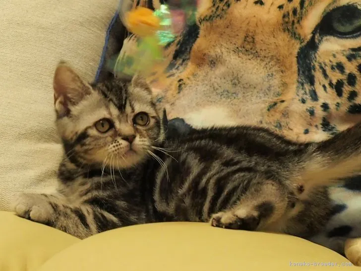 ID:1710-00980の子猫