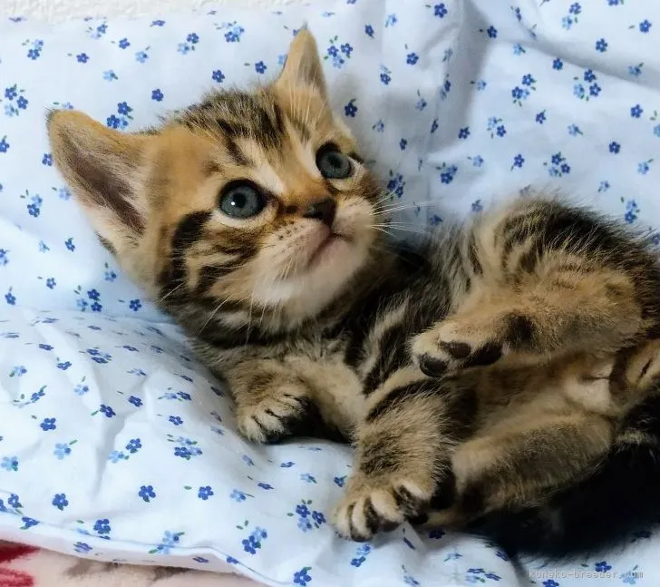 ID：2204-00336の子猫