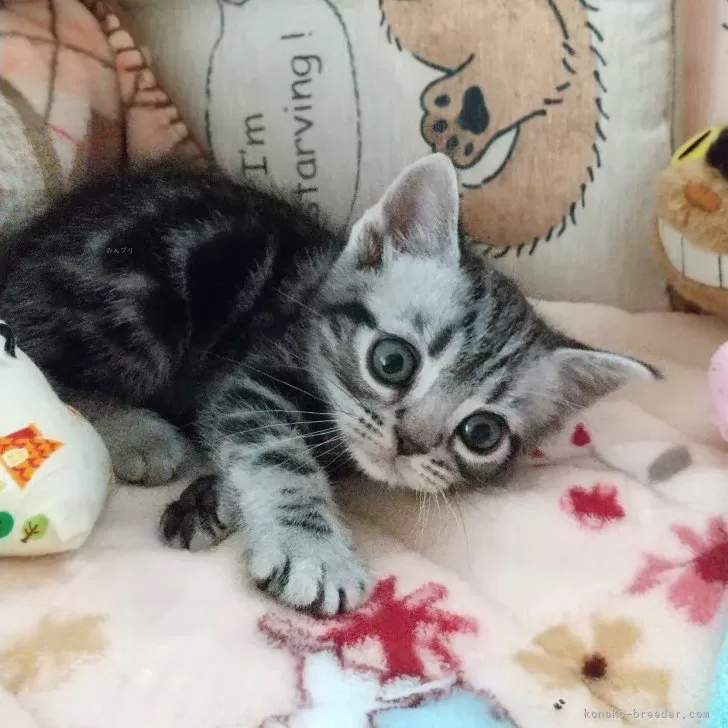 ID：2410-02806の子猫