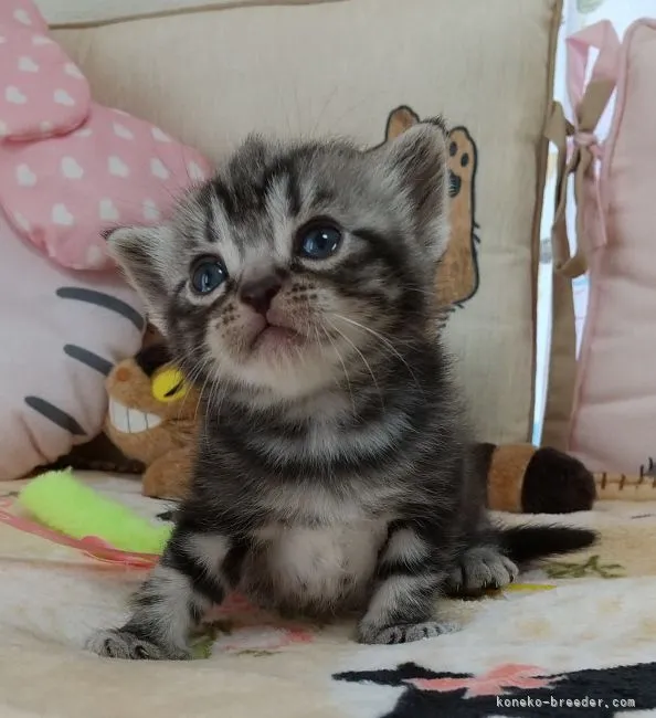 ID：2105-00237の子猫