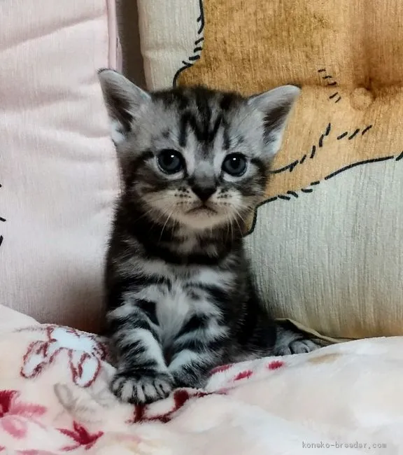 ID:2008-00383の子猫