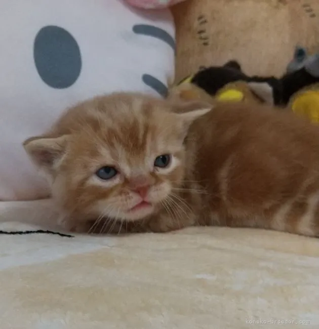 ID:2105-00236の子猫
