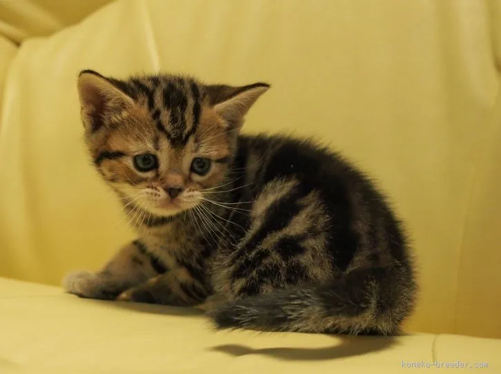 ID：1602-00104の子猫