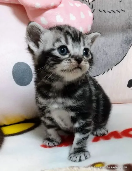 ID：2205-00738の子猫