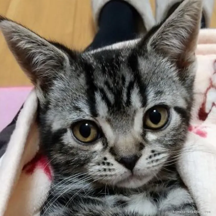ID：2210-02982の子猫