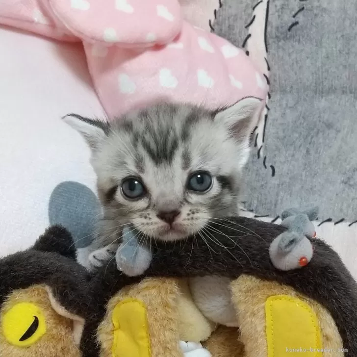 ID:2409-01263の子猫