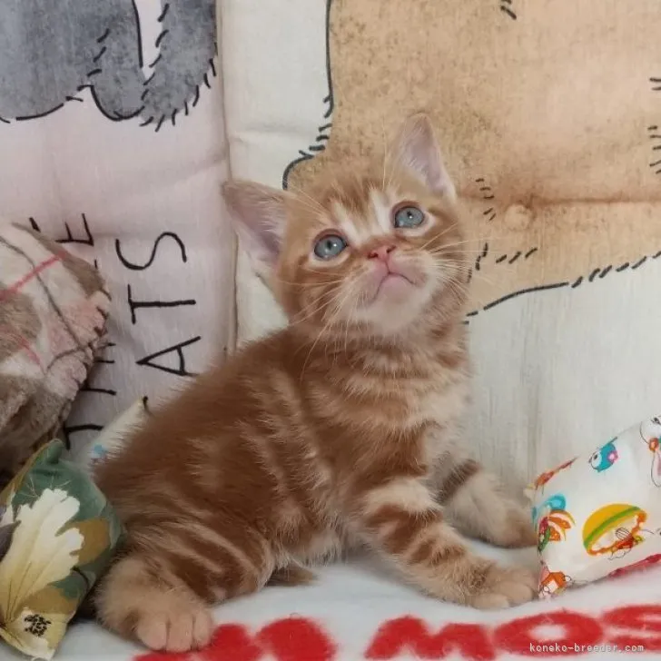 ID：2304-01983の子猫