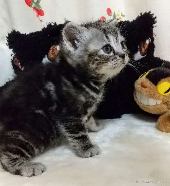 ID:2003-01571の子猫