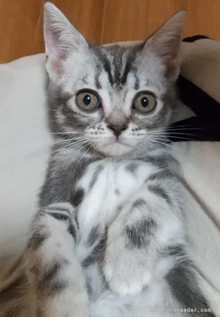 ID：2107-00319の子猫