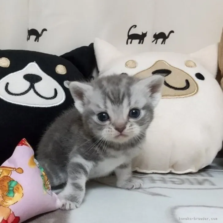 ID：2307-02720の子猫