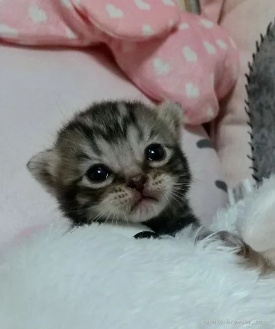 いしかわ 様のお迎えした子猫