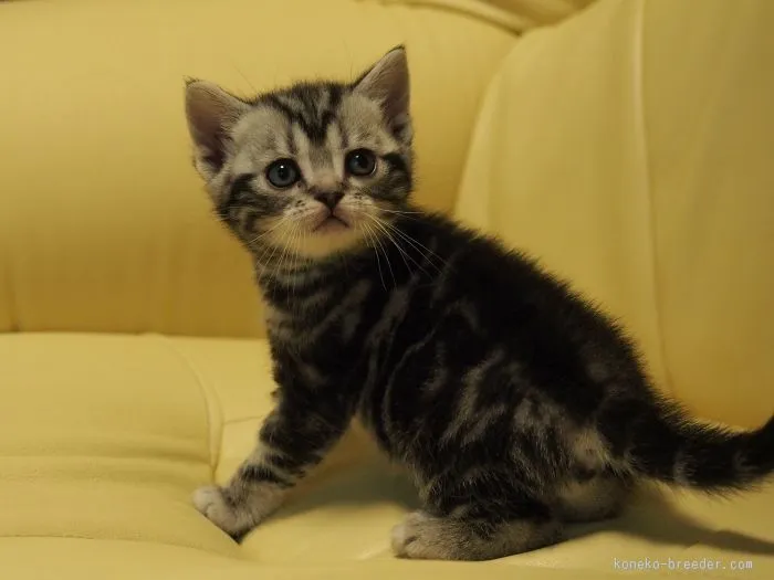 ID：1602-00398の子猫