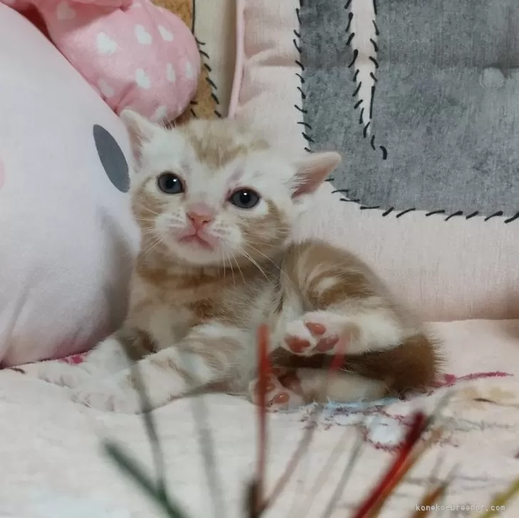 ID:2407-00145の子猫
