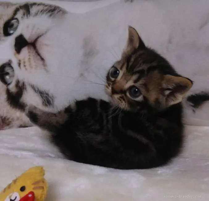 ID:1906-00560の子猫