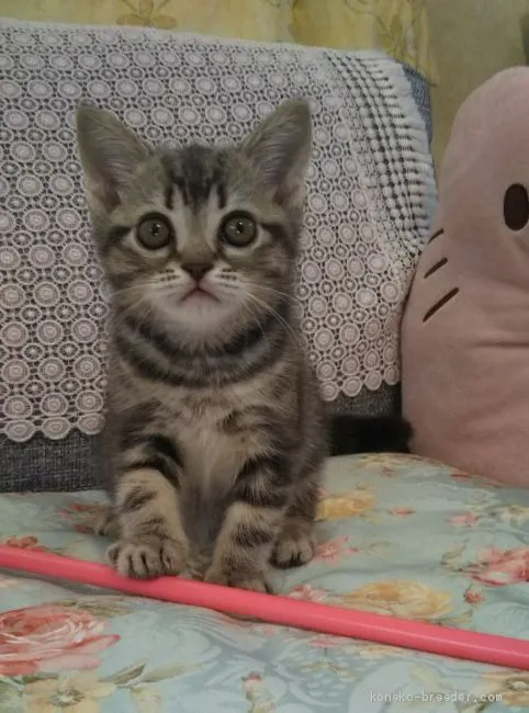 ID:1909-01133の子猫
