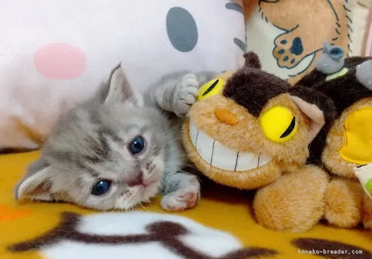 ID：2204-02477の子猫