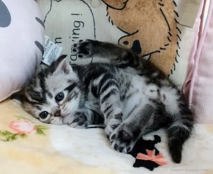 ID：2204-01174の子猫
