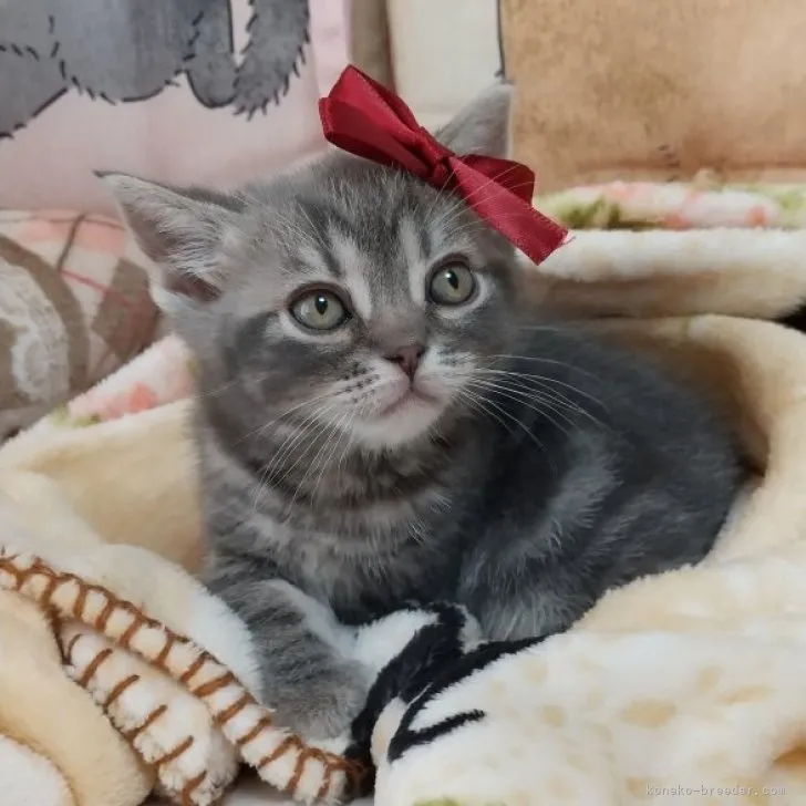 ID：2303-02504の子猫