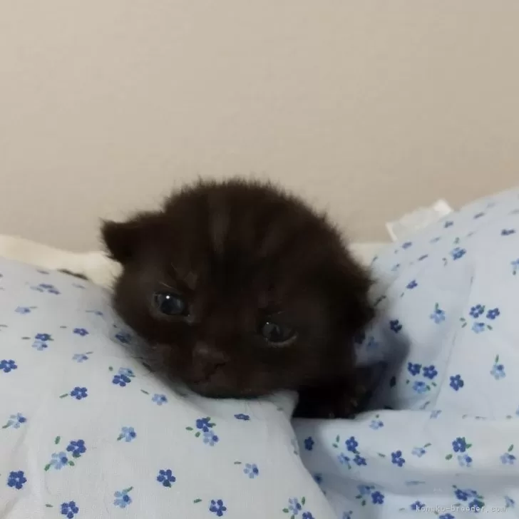 ID:2404-03134の子猫