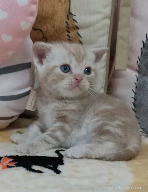 ID：2102-01422の子猫