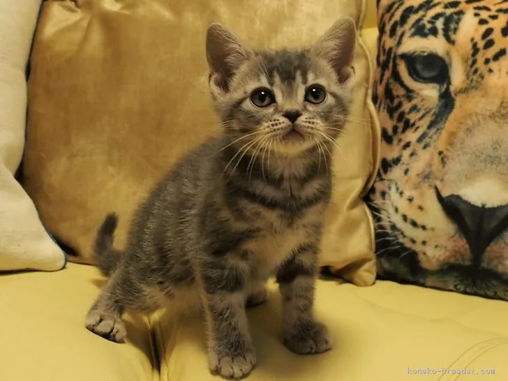 ID：1703-00318の子猫