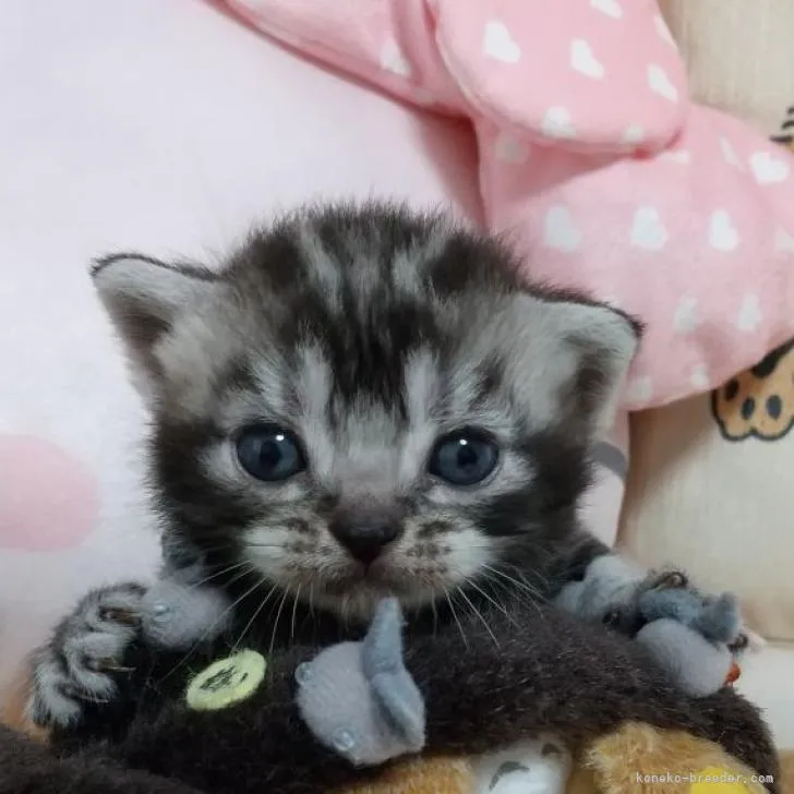 エキゾチック 様のお迎えした子猫