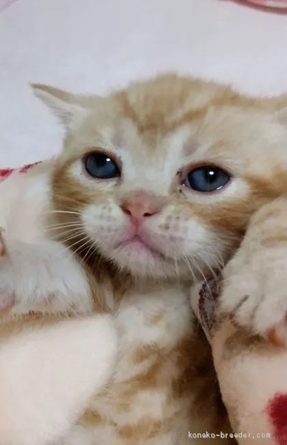 ID：2009-00060の子猫