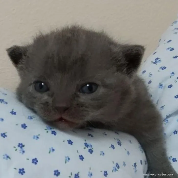 ID:2303-00066の子猫