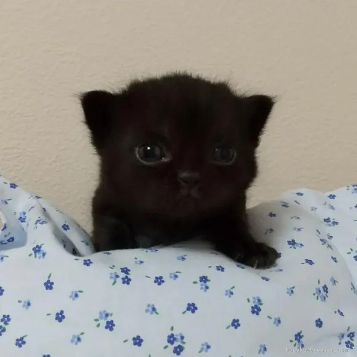 ID:2303-00067の子猫