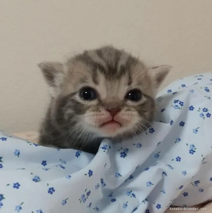 ID：2303-00061の子猫